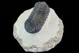 Bargain, Austerops Trilobite - Nice Eye Facets #80658-1
